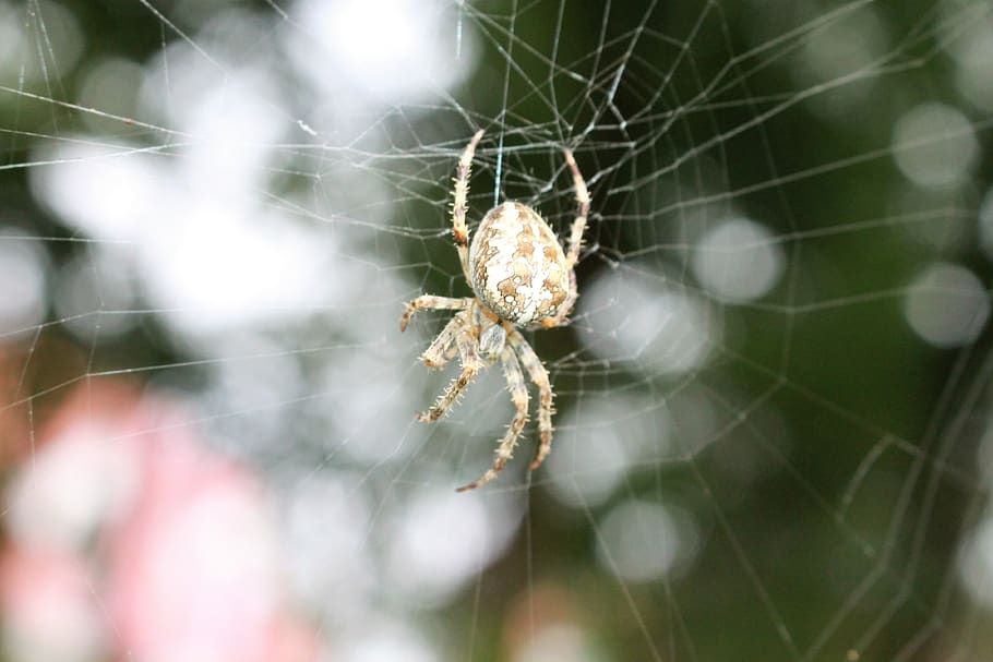spider, cobweb, insect, araneus, spider web, fragility, arachnid, HD wallpaper