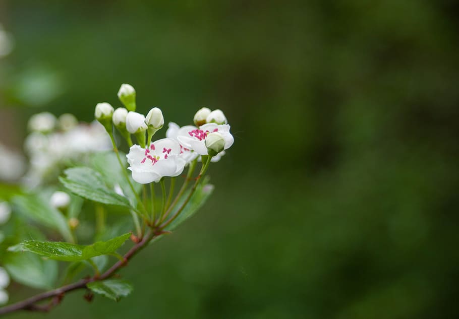 HD wallpaper: hawthorn blossom, hawthorn flower, white, tree, bloom