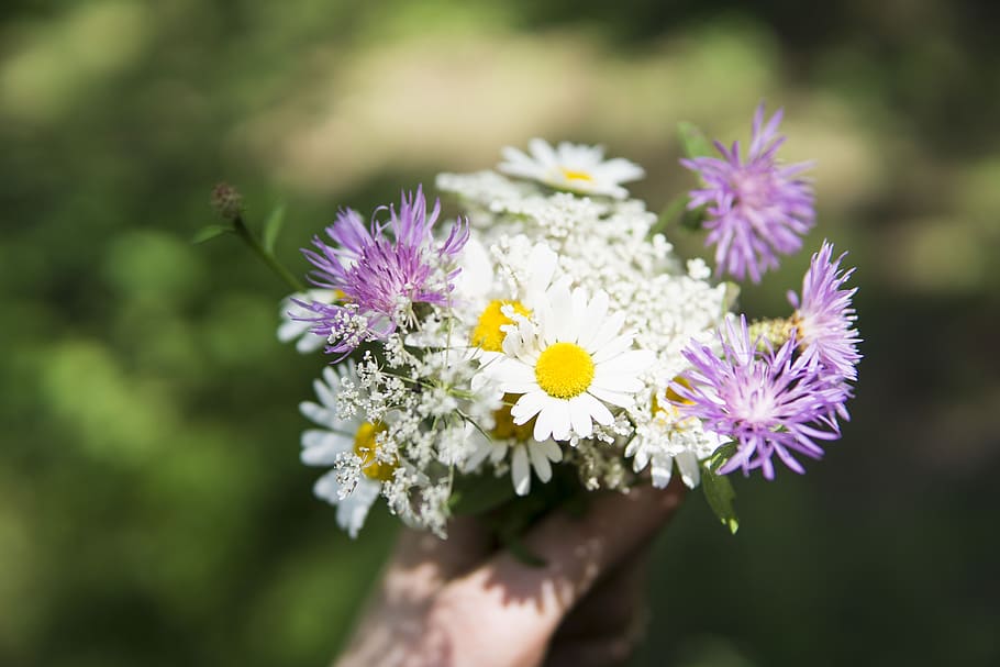 flowers, wild flowers, springtime, flora, colorful, purple HD wallpaper