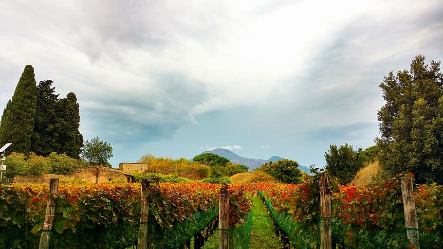 garden during daytime, nature, outdoors, vineyard, farm, rural HD wallpaper