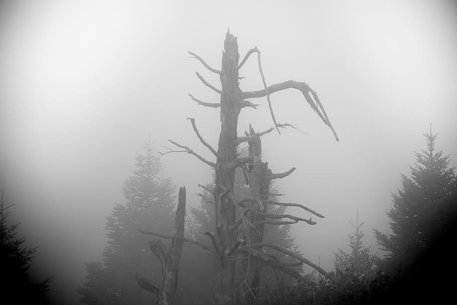 greece, mainalo, mounten, tree, fog, foggy, menalo, blackandwhite HD wallpaper