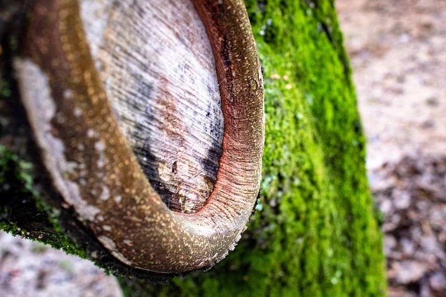 tree, bark, moss, green, nature, lichen, forest, woods, knot hole HD wallpaper