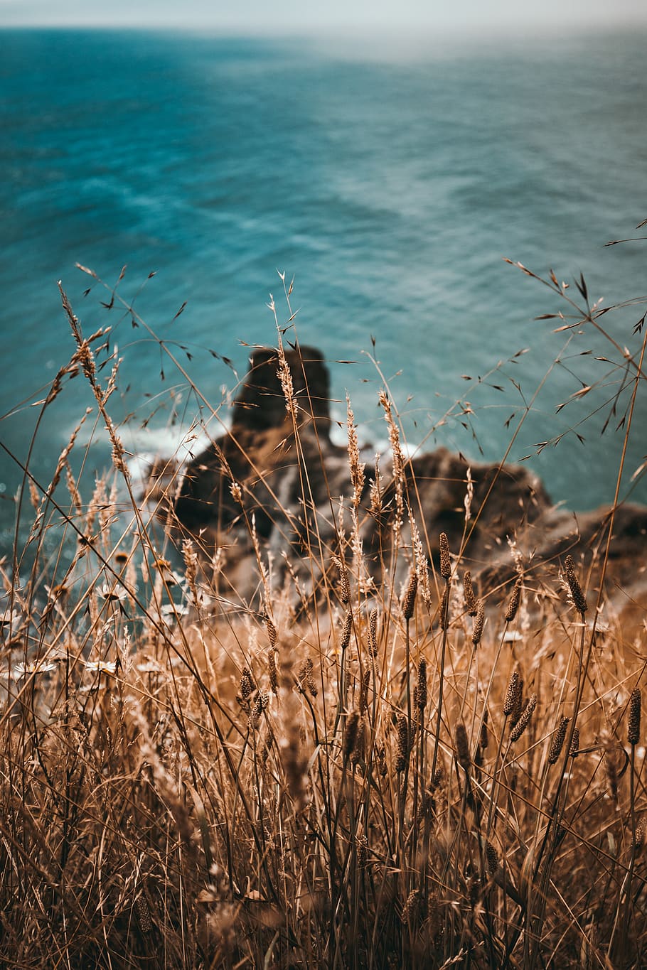 brown grass on cliff, water, sea, plant, nature, tranquility HD wallpaper