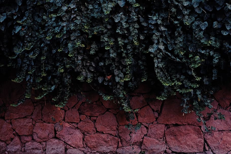 plants on road, brick, wall, ivy, cunda island, turkey, leaf HD wallpaper
