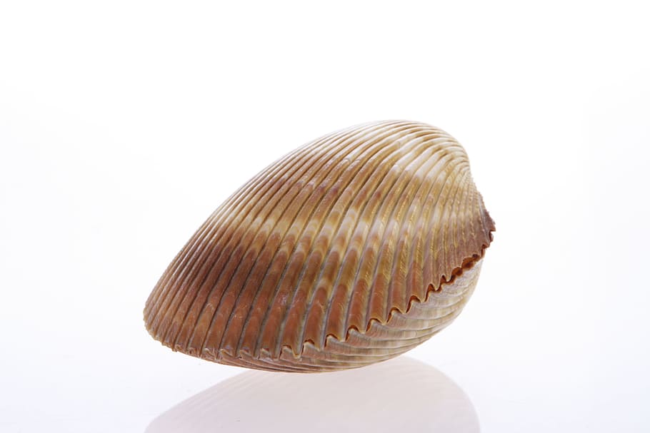 bone, close-up, closeup, coast, coastline, cockle-shell, conch HD wallpaper