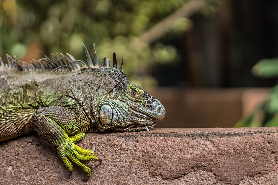 lizard, nature, reptile, iguana, wildlife, green, scale, dragon HD wallpaper