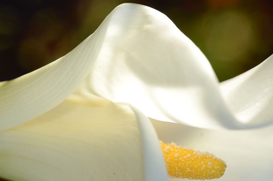 flower, calla lily, white, spring, yellow, closeup, macro, close-up HD wallpaper