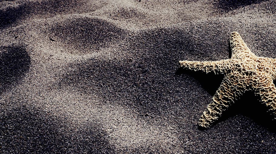 starfish, sand, beach, summer, sea, coast, ocean, marine, no people HD wallpaper