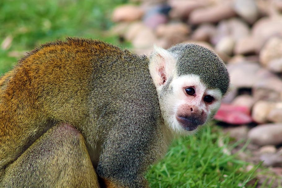 monkey, squirrel monkey, mammal, cute, primate, zoo, animal, HD wallpaper