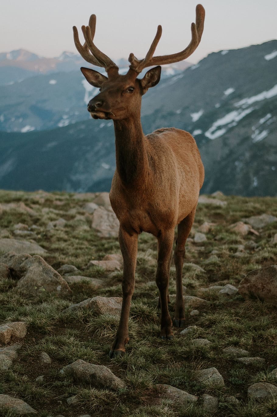 brown buck, animal themes, mammal, deer, mountain, animal wildlife HD wallpaper