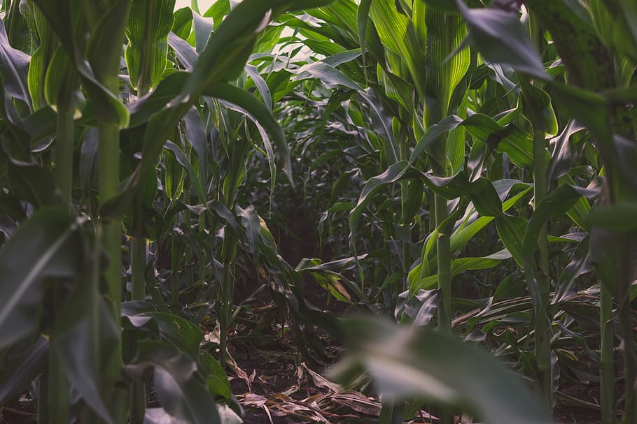 corn, green, growth, plant, plant part, leaf, selective focus HD wallpaper