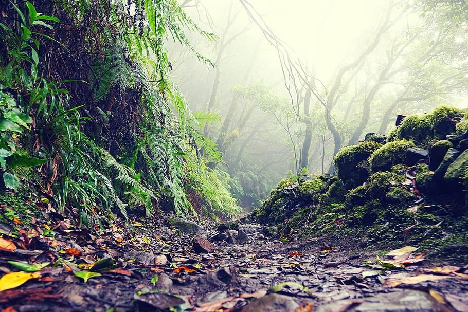 tenerife, anaga, jungle, canary islands, viewpoint, laurel forest, HD wallpaper