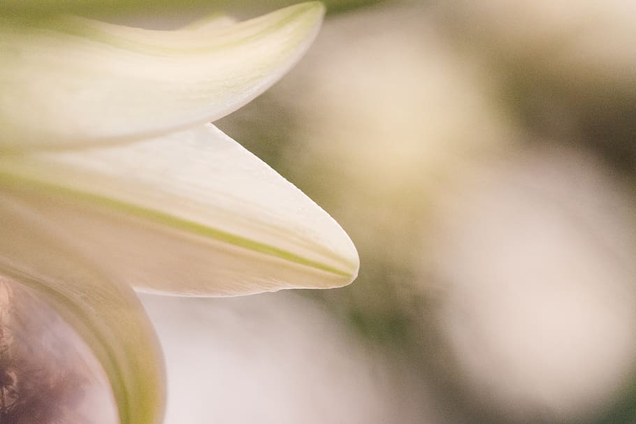 macro, nature, blossom, bloom, plant, close up, garden, petals HD wallpaper