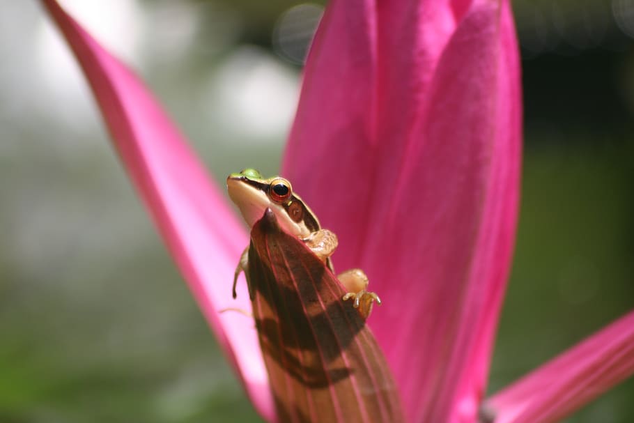 frog, flower, one animal, animals in the wild, pink color, animal wildlife HD wallpaper