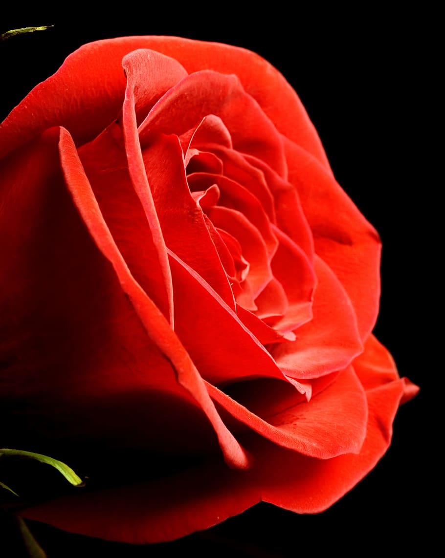 black, rose, red, background, closeup, isolated, nobody, petal HD wallpaper