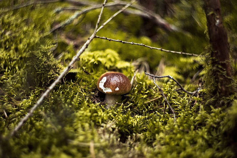 fungus, forest, day, autumn, mushrooms, red, toxic, hat, toadstool HD wallpaper