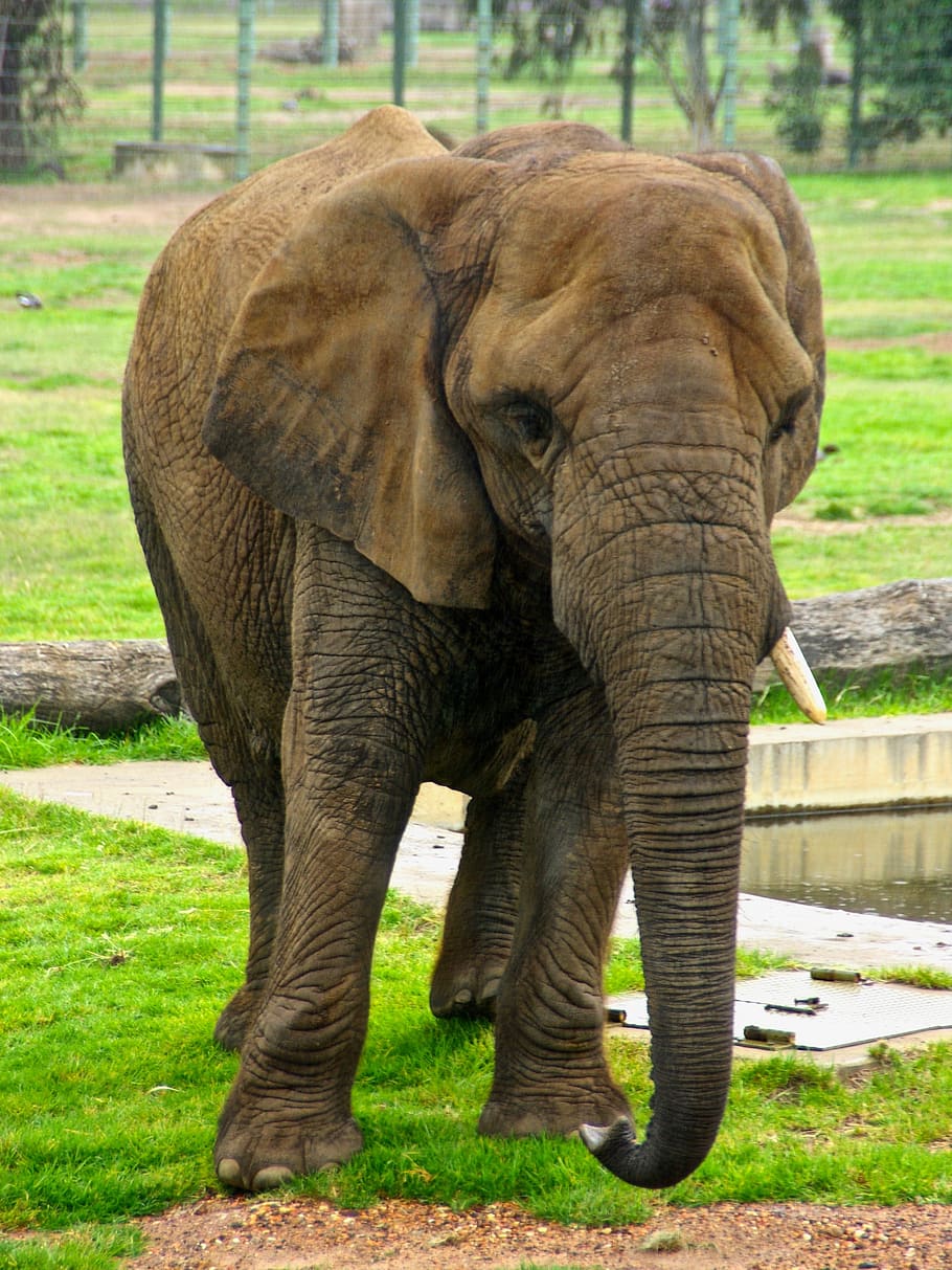 HD wallpaper: elephant, trunk, pachyderm, tusks, ivory, mammal, large ...