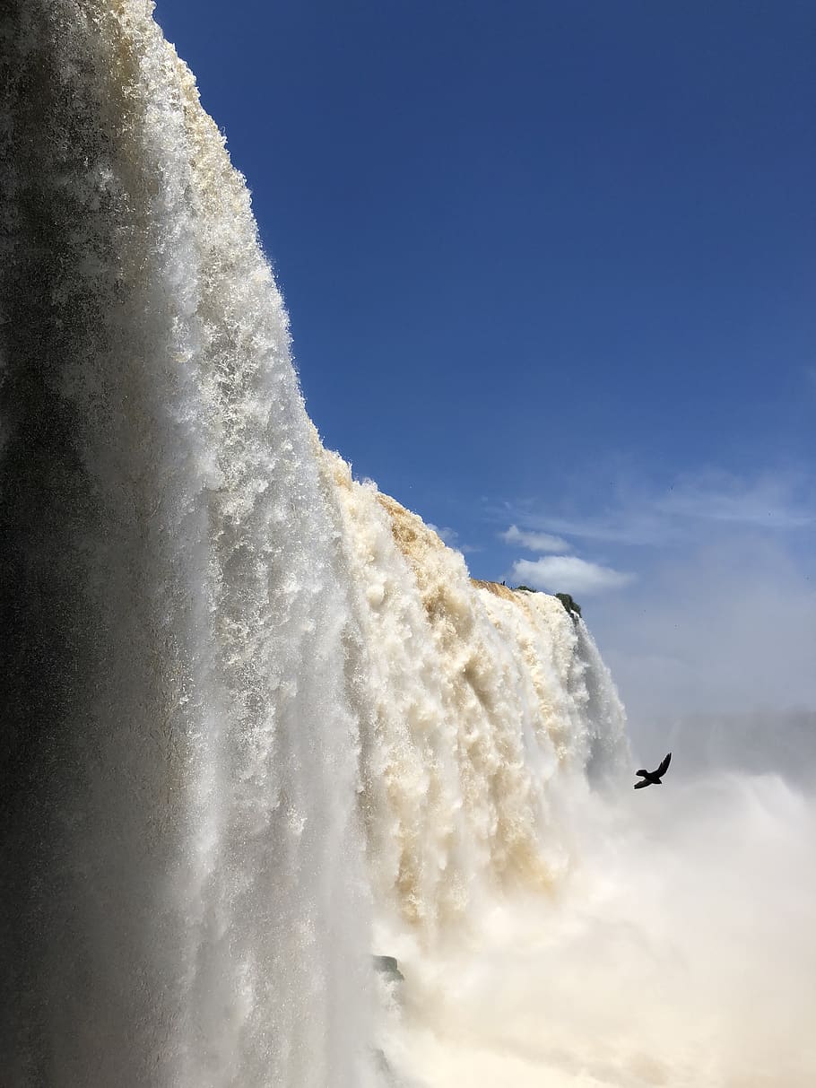 waterfall during daytime, flying, sky, animal themes, bird, vertebrate HD wallpaper