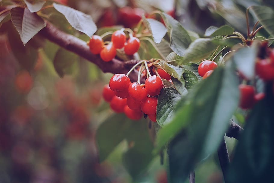 fruit, cherry, leafe, nature, red, berry, red fruit, out of focu HD wallpaper