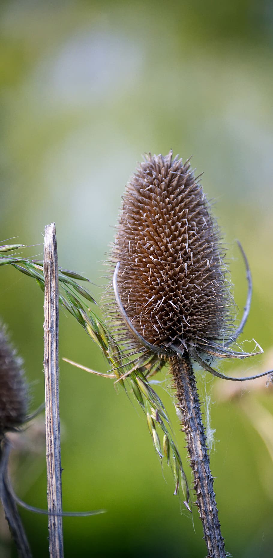 thistle, brown, flower, close up, nature, spur, faded, prickly HD wallpaper