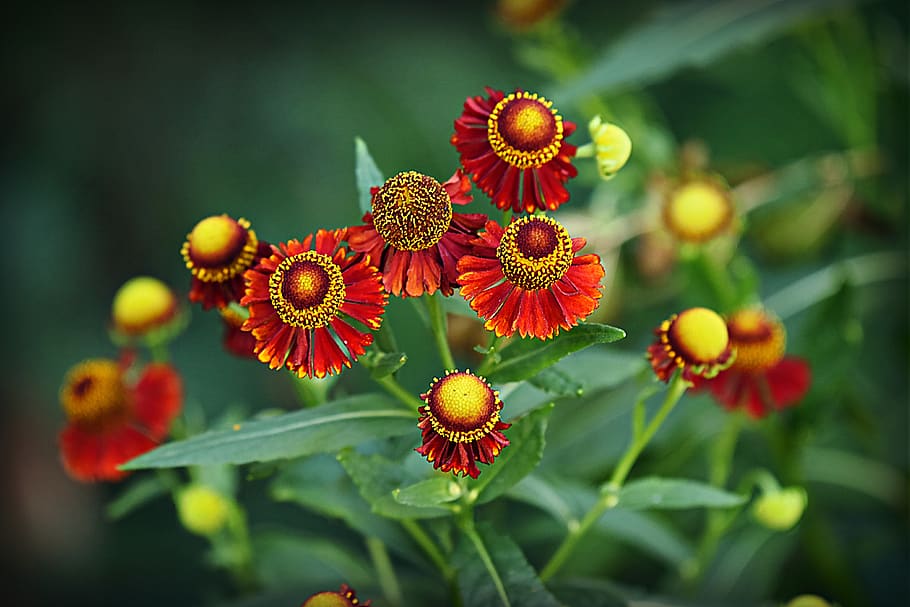 sneeze weed, helenium hybrid, flower, plant, petal, leaf, bloom, HD wallpaper