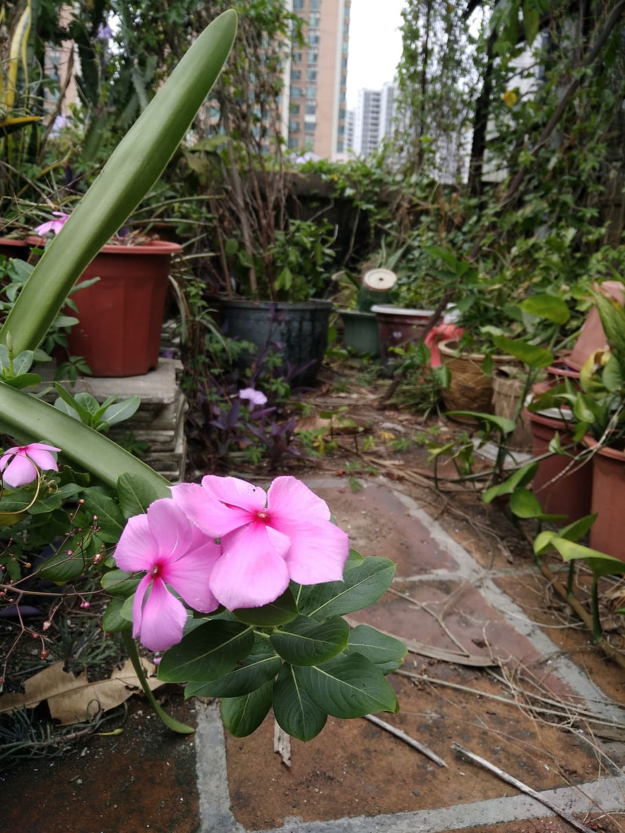 plant, flower, flowering plant, pink color, growth, freshness HD wallpaper