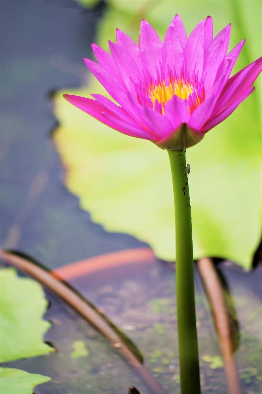 water lily, solitaire, leaf, pond, park, plant, pink, aquatic plant HD wallpaper