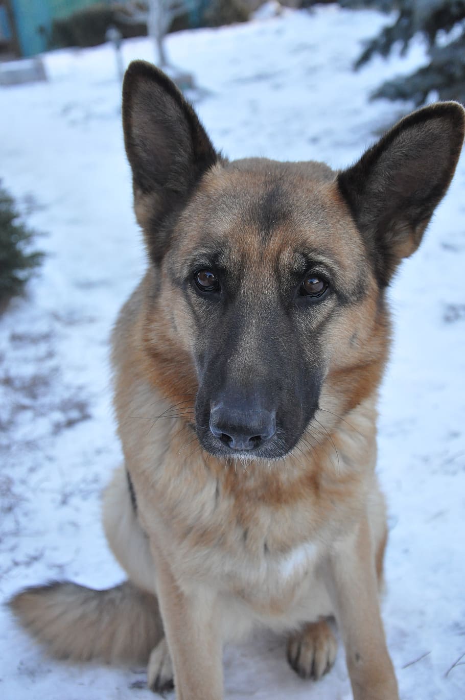 dog, training, snow, winter, pet, shepherd, nose, mammal, wool HD wallpaper