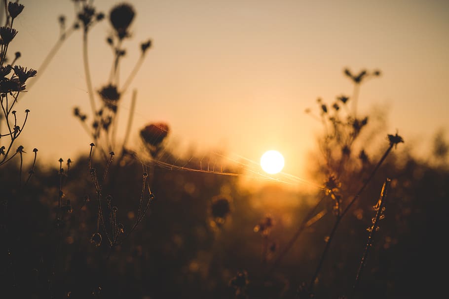 field, sun, yellow, lowangle, net, sunset, sky, plant, nature HD wallpaper