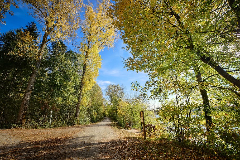 forest, away, nature, trees, trail, landscape, light, mood HD wallpaper