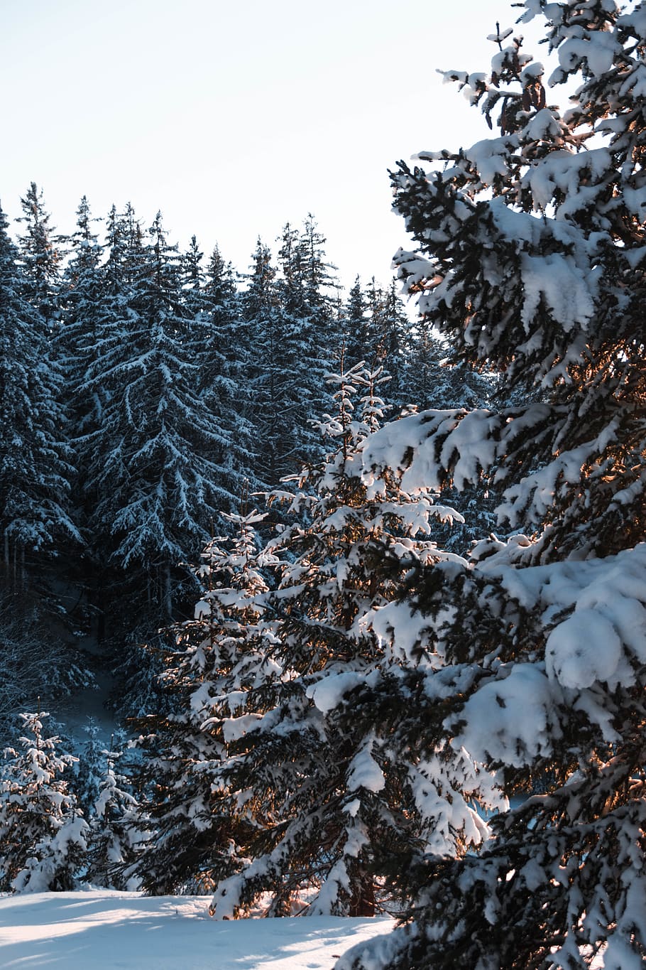 snow covered trees, winter, cold temperature, plant, beauty in nature HD wallpaper