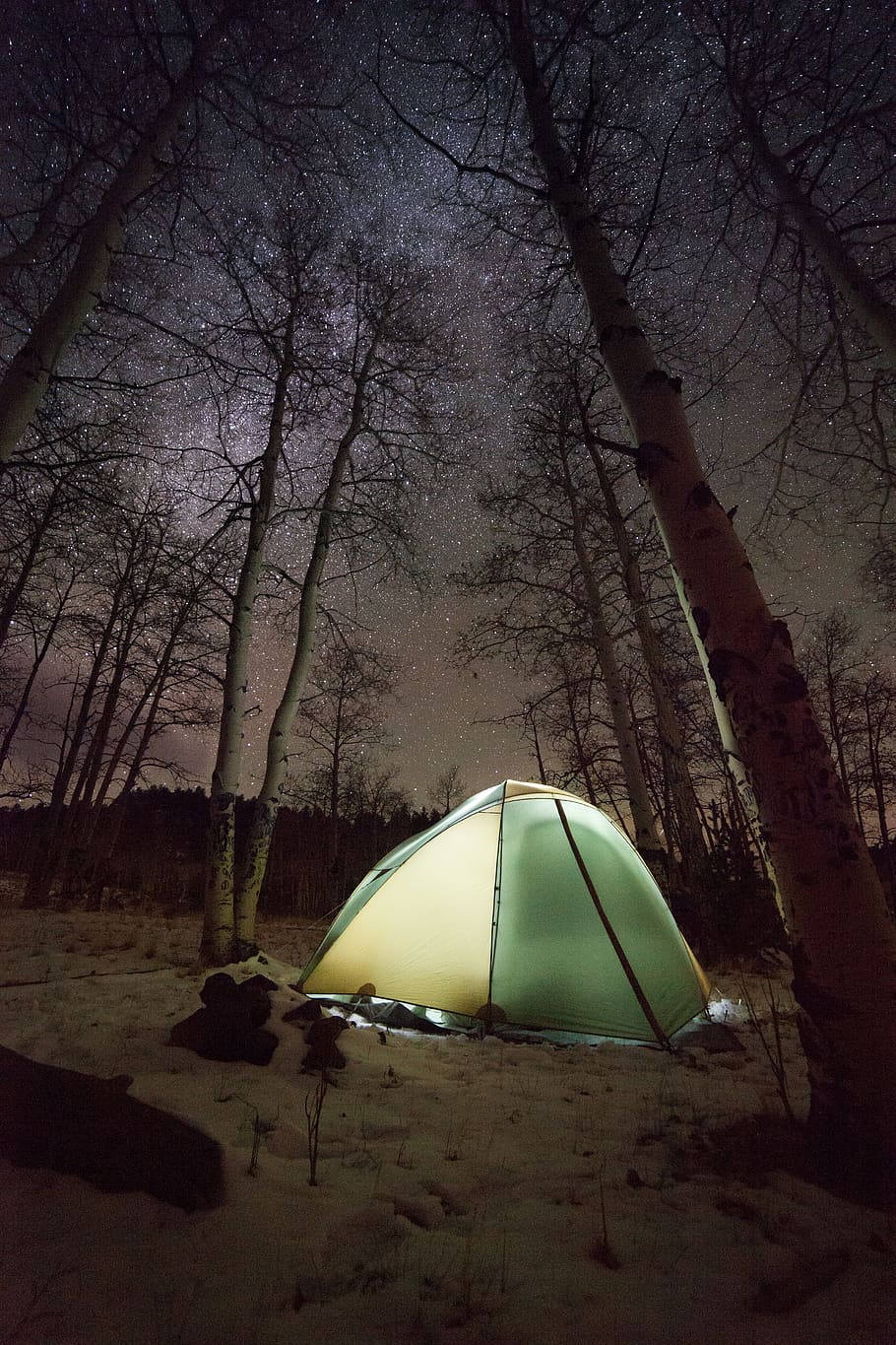 dome tent surrounded with bare trees during night time, plant HD wallpaper