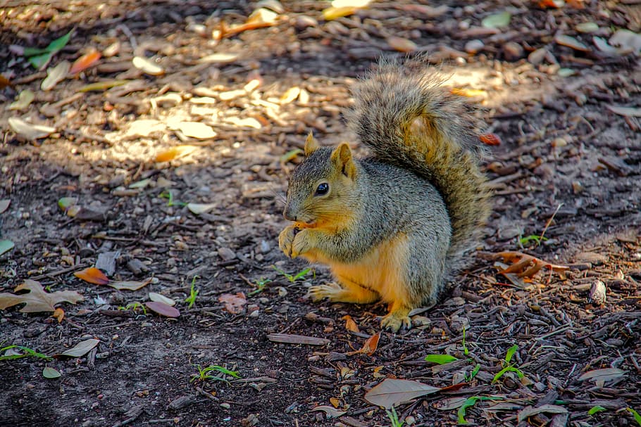 littleone, squirrel, nature, beautiful, cute, tinypaws, fluffytail HD wallpaper