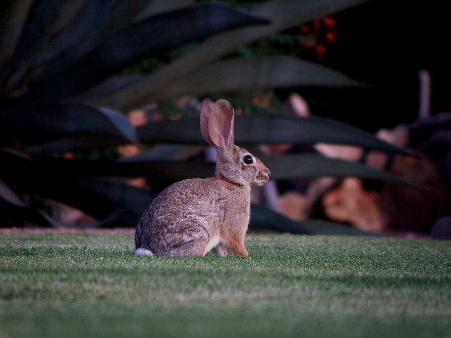 rabbit, animal, bunny, hare, nature, animal themes, grass, mammal HD wallpaper