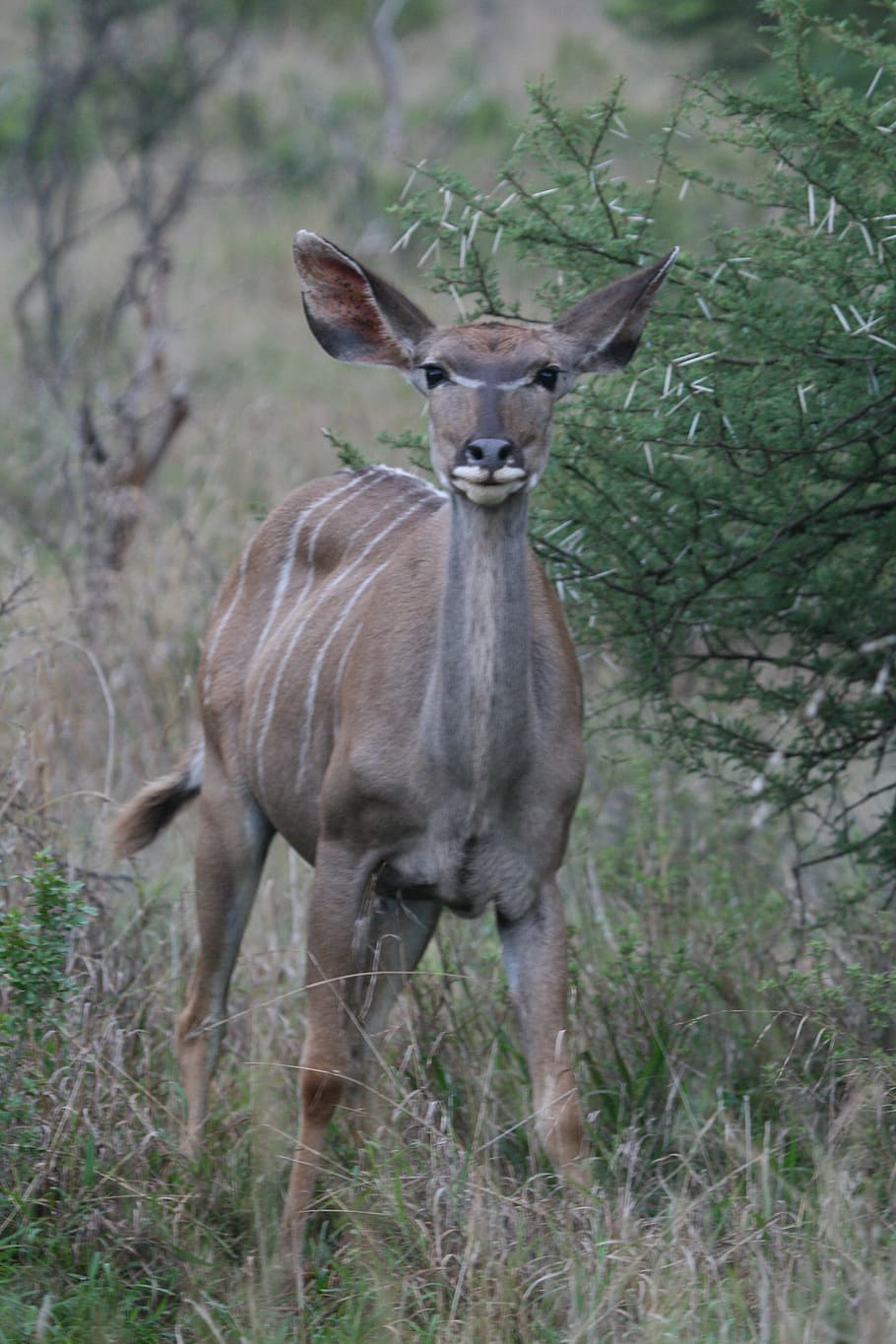 brown deer, antelope, mammal, wildlife, animal, bongo, elk, plant HD wallpaper
