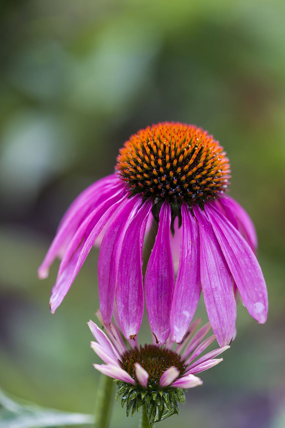 flowering plant, fragility, vulnerability, flower head, inflorescence HD wallpaper