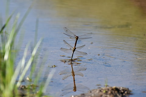 natural, landscape, pond, waterside, insect, dragonfly, red dragonfly HD wallpaper