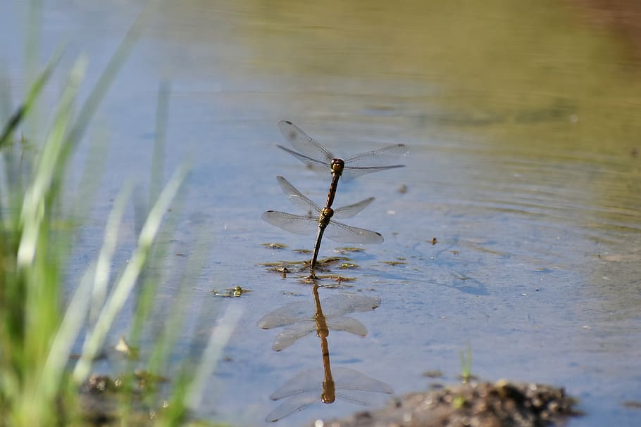 natural, landscape, pond, waterside, insect, dragonfly, red dragonfly HD wallpaper