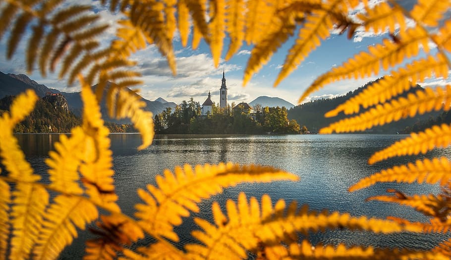 Lake Bled, leaf, water, tree, forest, woodland, leaves, foliage HD wallpaper