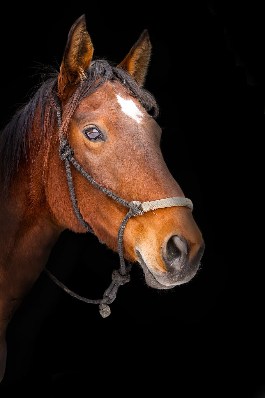 brown horse, face, reign, portrait, dark, light, fur, nose, mane, HD wallpaper