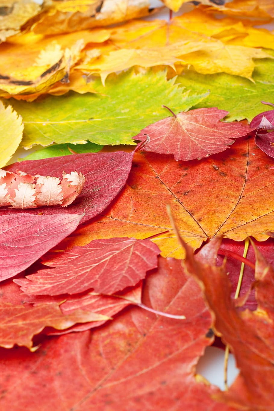 autumn, background, beautiful, bright, color, land, leaf, maple HD wallpaper
