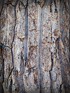 Brown Tree Trunk, bark, close-up, detail, surface, texture, wood HD wallpaper