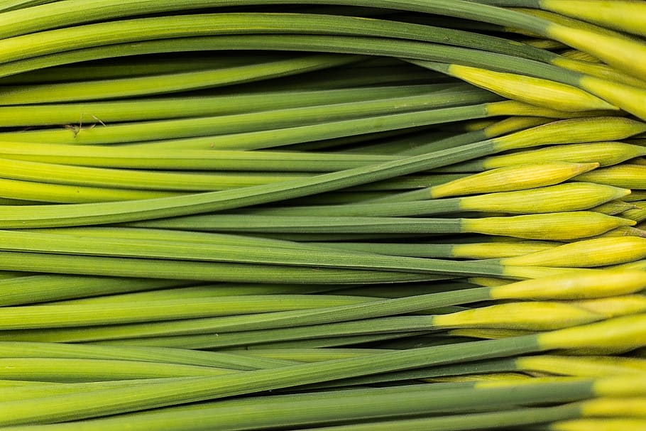 vegetable, food and drink, healthy eating, green color, freshness HD wallpaper