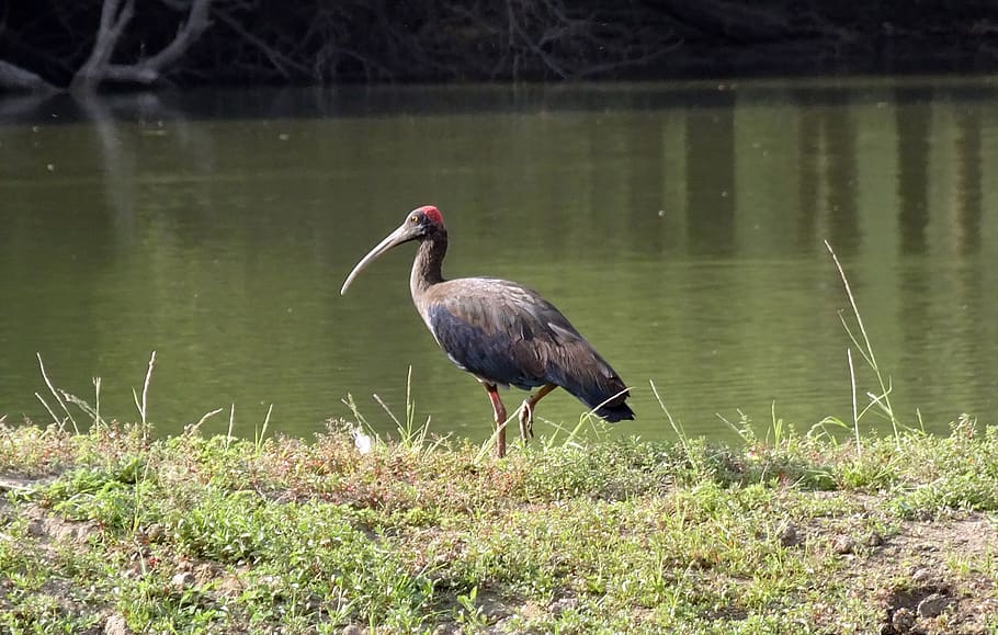 bird, red-naped ibis, pseudibis papillosa, indian black ibis