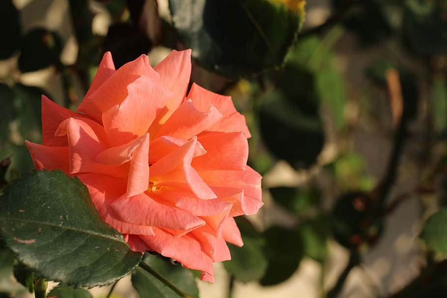 thorns, pink, nature, flower, flowers, summer, plants, romantic HD wallpaper