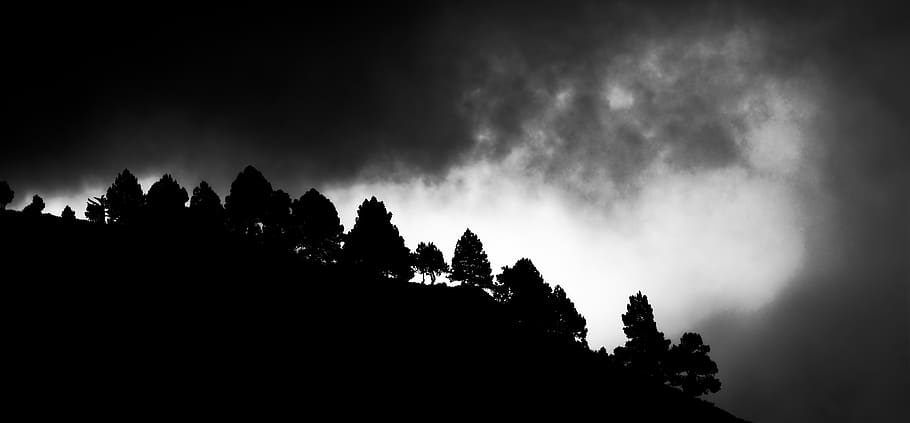 black and white, tree, trees, nature, sky, plant, silhouette HD wallpaper