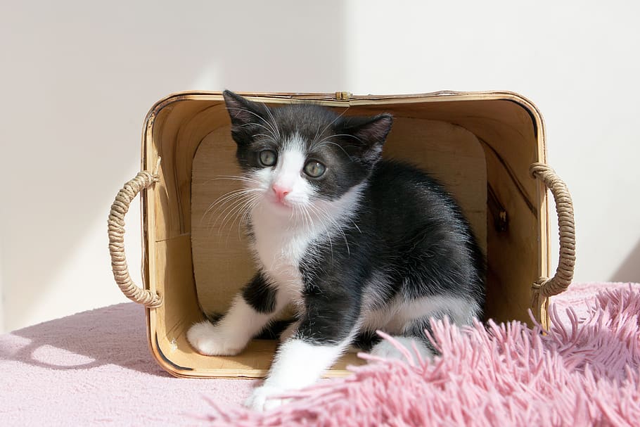kitten, pets, animals, cat, cute, little, home, domestic, domestic animals HD wallpaper