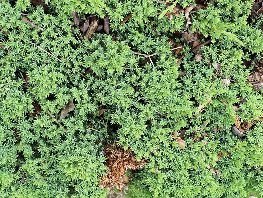 Green Leaves, Macro, Nature, Spring, Summer, leaves.garden, green color HD wallpaper