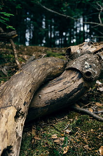 Old tree, autumn, background, dark, environment, floor, forest HD wallpaper
