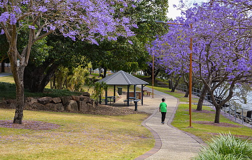 brisbane, australia, trees, jacaranda, scooter, park, purple HD wallpaper